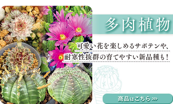 花と緑の特別号　多肉植物