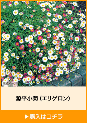 源平小菊（エリゲロン）