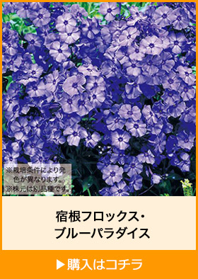 宿根フロックス・ブルーパラダイス