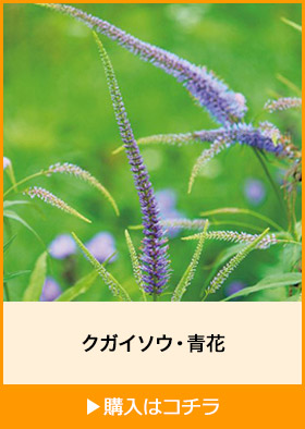 クガイソウ・青花