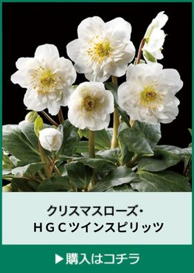 クリスマスローズ・ニゲル HGCツインスピリッツ