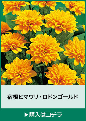 宿根ヒマワリ・ロドンゴールド