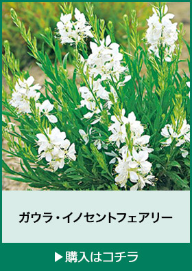 ガウラ・イノセントフェアリー