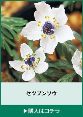 セツブンソウ