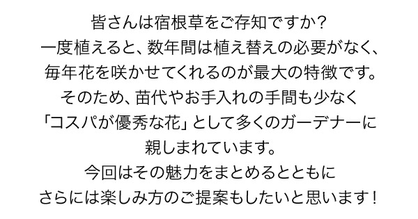 皆さんは宿根草をご存知ですか？一度植えると、数年間は植え替えの必要がなく、毎年花を咲かせてくれるのが最大の特徴です。そのため、苗代やお手入れの手間も少なく「コスパが優秀な花」として多くのガーデナーに親しまれています。今回はその魅力をまとめるとともにさらには楽しみ方のご提案もしたいと思います！
