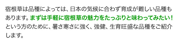 宿根草は品種によっては、日本の気候に合わず育成が難しい品種もあります。まずは手軽に宿根草の魅力をたっぷりと味わってみたい！という方のために、暑さ寒さに強く、強健、生育旺盛な品種をご紹介します。