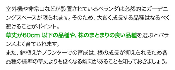 室外機や非常口などが設置されているベランダは必然的にガーデニングスペースが限られます。そのため、大きく成長する品種はなるべく避けることがポイント。草丈が60cm 以下の品種や、株のまとまりの良い品種を選ぶとバランスよく育てられます。また、鉢植えやプランターでの育成は、根の成長が抑えられるため各品種の標準の草丈よりも低くなる傾向があることも知っておきましょう。