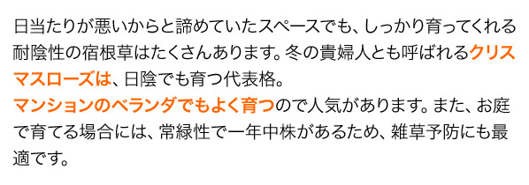 日当たりの悪いからと諦めていたスペースでも、しっかり育ってくれる耐陰性の宿根草はたくさんあります。冬の貴婦人とも呼ばれるクリスマスローズは、日陰でも育つ代表格。マンションのベランダでもよく育つので人気があります。また、お庭で育てる場合には、常緑性で一年中株があるため、雑草予防にも最適です。