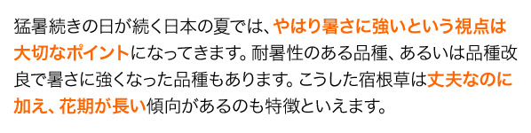 猛暑続きの日が続く日本の夏では、やはり暑さに強いという視点は大切なポイントになってきます。耐暑性のある品種、あるいは品種改良で暑さに強くなった品種もあります。こうした宿根草は丈夫なのに加え、花期が長い傾向があるのも特徴といえます。