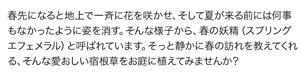 春先になると地上で一斉に花を咲かせ、そして夏が来る前には何事もなかったように姿を消す。そんな様子から、春の妖精（スプリングエフェメラル）と呼ばれています。そっと静かに春の訪れを教えてくれる、そんな愛おしい宿根草をお庭に植えてみませんか？