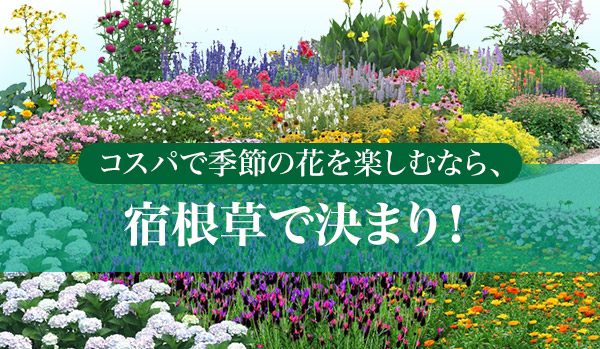 コスパで季節の花を楽しむなら、宿根草で決まり！