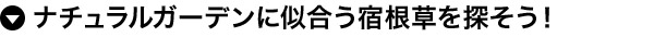 ナチュラルガーデンに似合う宿根草を探そう！