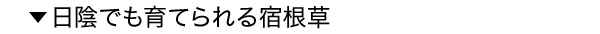 日陰でも育てられる宿根草