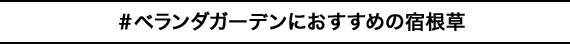＃ベランダガーデンにおすすめの宿根草