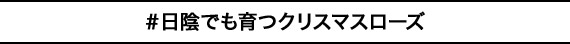 ＃日陰でも育つクリスマスローズ