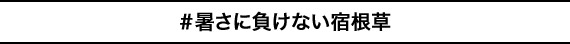 ＃暑さに負けない宿根草