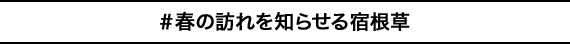＃春の訪れを知らせる宿根草