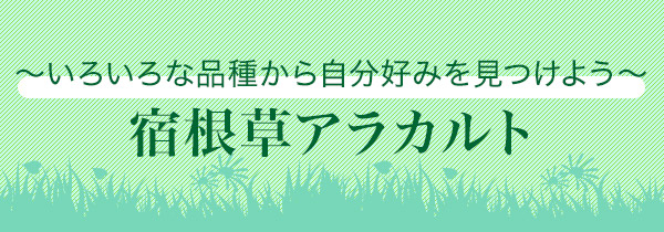 ～いろいろな品種から自分好みを見つけよう～宿根草アラカルト