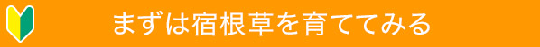 まずは宿根草を育ててみる
