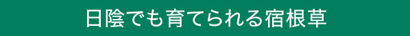 日陰でも育てられる宿根草