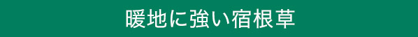 暖地に強い宿根草