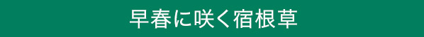 早春に咲く宿根草