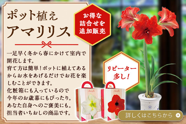 ポット植えアマリリス詰合せも追加しました