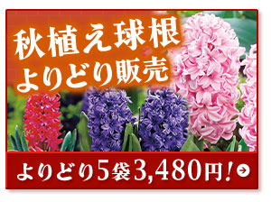 秋植え球根よりどり販売5袋3,480円