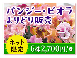 パンジービオラよりどり販売ネット限定6株2,700円