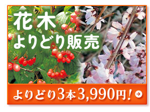 花木よりどり販売3本3,990円