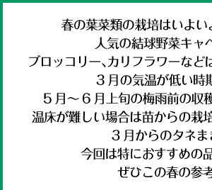 春の葉菜類の栽培は