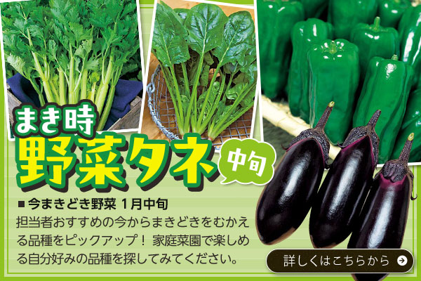 まき時野菜タネ中旬