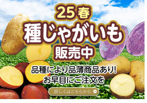 25春 種じゃがいも販売中