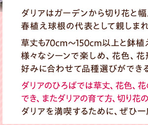 ダリアはガーデンから切り花と幅広く活躍する