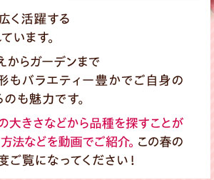 春植え球根の代表として親しまれています。