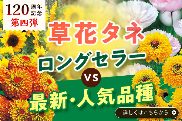 草花タネVS