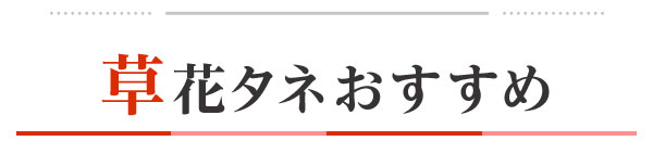 草花タネおすすめ