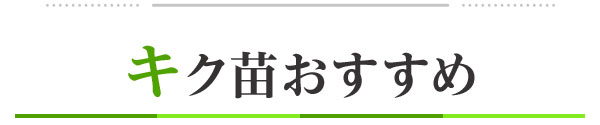 キク苗おすすめ