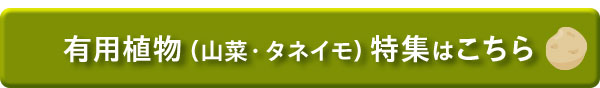 有用植物（山菜・タネイモ）特集はこちら