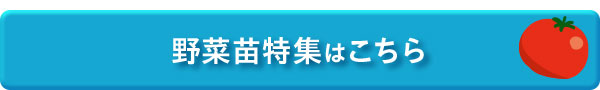 野菜苗特集はこちら