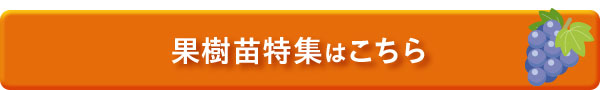 果樹苗特集はこちら