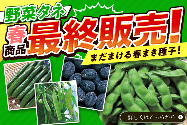 25春最終販売