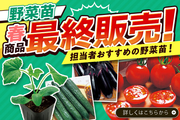 25春最終販売