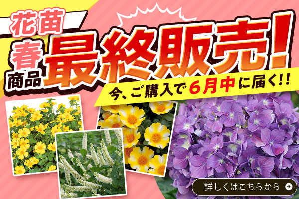 最終販売