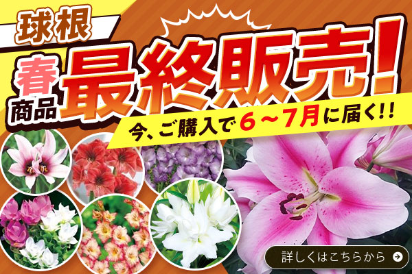 最終販売