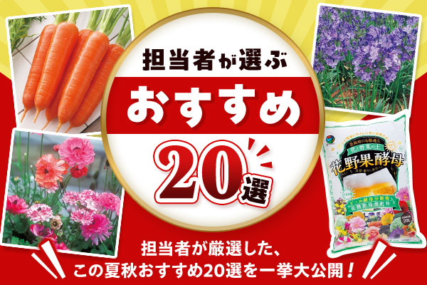 担当者が選ぶおすすめ２０選