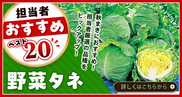 担当者おすすめベスト20【野菜タネ】
