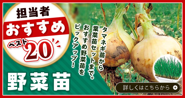 担当者おすすめベスト20【野菜苗】