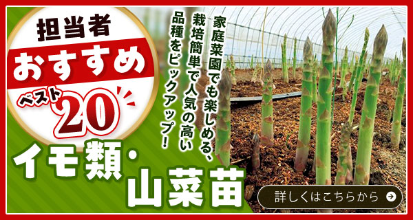 担当者おすすめベスト20【イモ類・山菜苗】