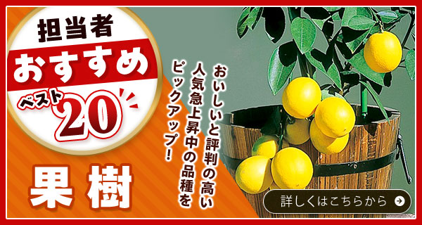 担当者おすすめベスト20【果樹】